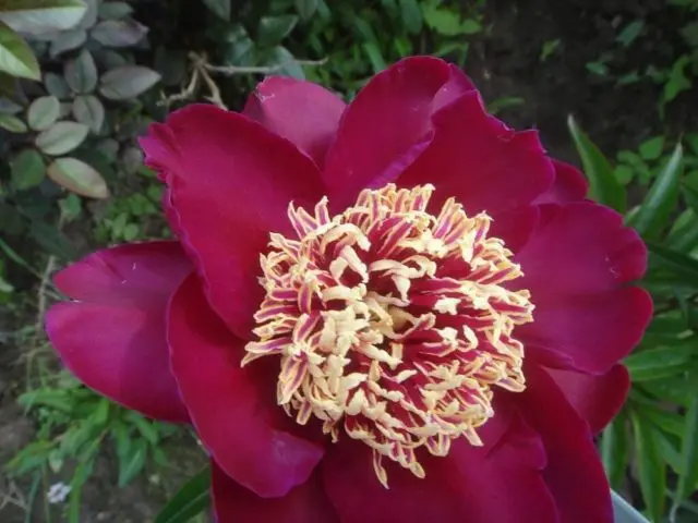 Burgundy peonies: photo of flowers with a name