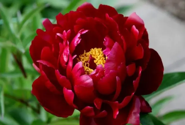 Burgundy peonies: photo of flowers with a name