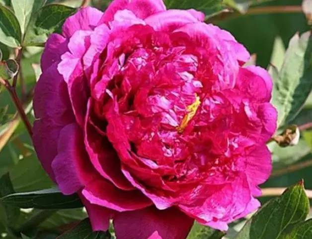 Burgundy peonies: photo of flowers with a name