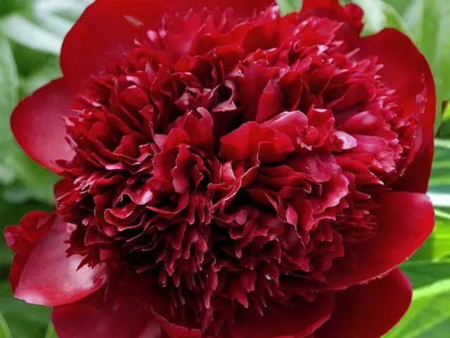 Burgundy peonies: photo of flowers with a name