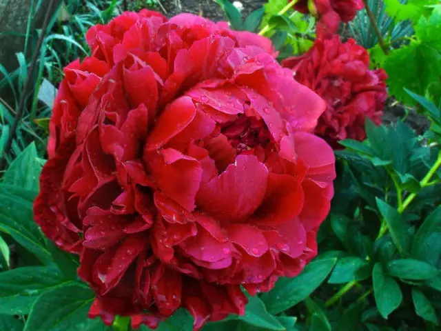 Burgundy peonies: photo of flowers with a name