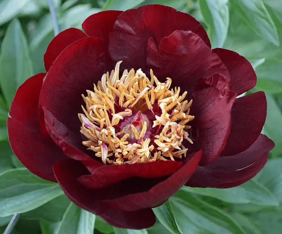 Burgundy peonies: photo of flowers with a name