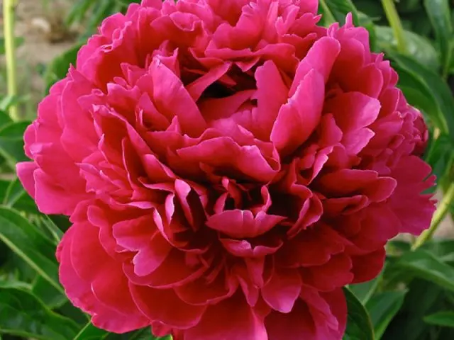 Burgundy peonies: photo of flowers with a name