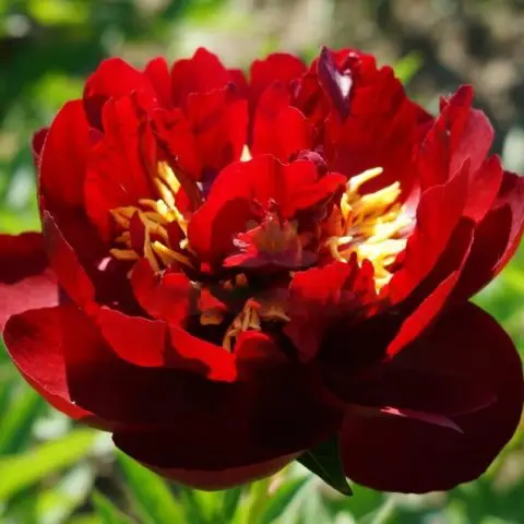 Burgundy peonies: photo of flowers with a name