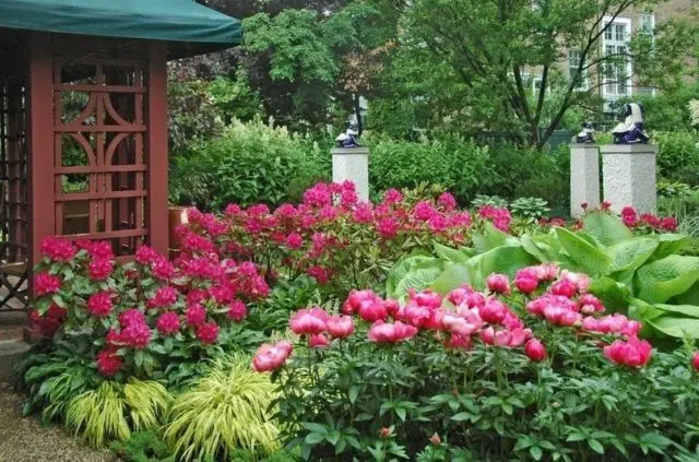 Burgundy peonies: photo of flowers with a name