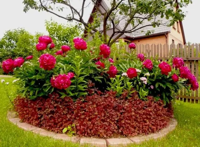 Burgundy peonies: photo of flowers with a name