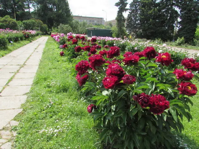 Burgundy peonies: photo of flowers with a name