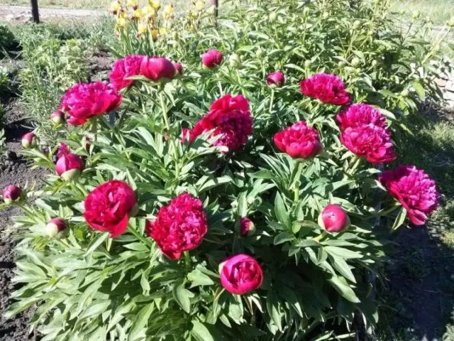 Burgundy peonies: photo of flowers with a name