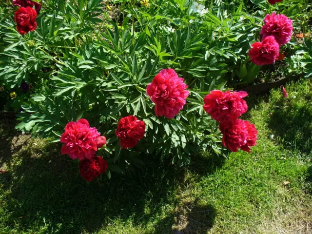 Burgundy peonies: photo of flowers with a name