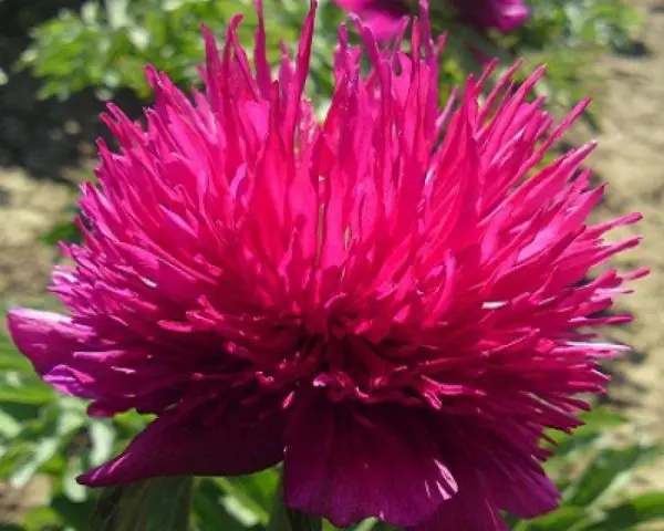 Burgundy peonies: photo of flowers with a name