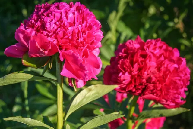 Burgundy peonies: photo of flowers with a name