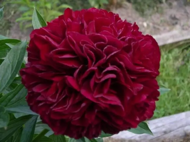 Burgundy peonies: photo of flowers with a name