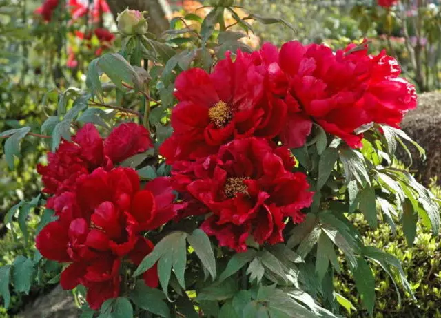 Burgundy peonies: photo of flowers with a name