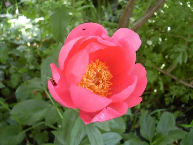 Burgundy peonies: photo of flowers with a name