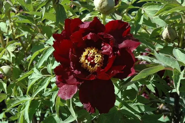 Burgundy peonies: photo of flowers with a name