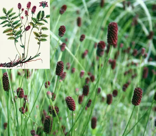 Burnet officinalis: application in gynecology, reviews