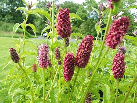 Burnet officinalis: application in gynecology, reviews