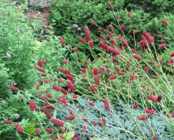 Burnet: photo and description of the plant, species and varieties with names