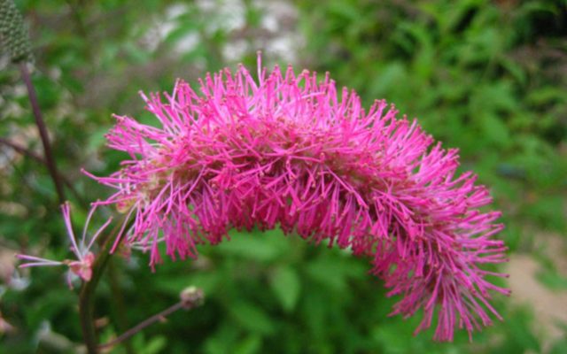 Burnet: photo and description of the plant, species and varieties with names