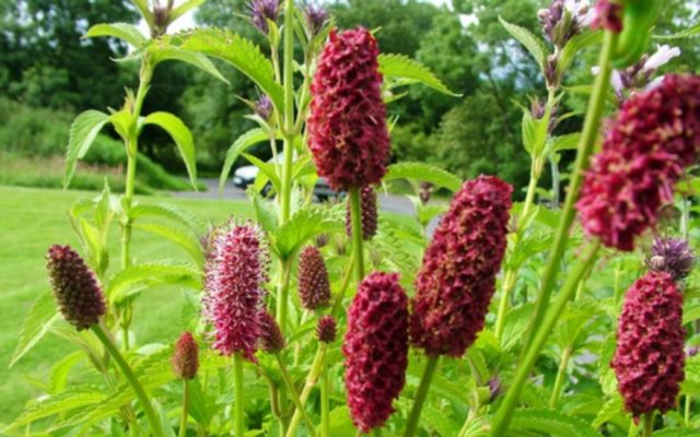 Burnet: photo and description of the plant, species and varieties with names