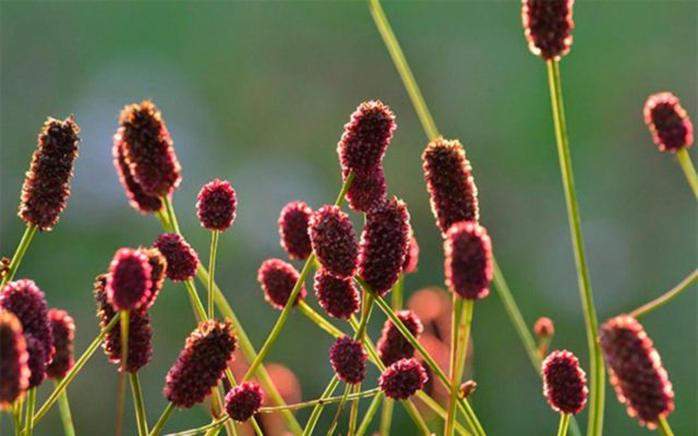 Burnet: photo and description of the plant, species and varieties with names