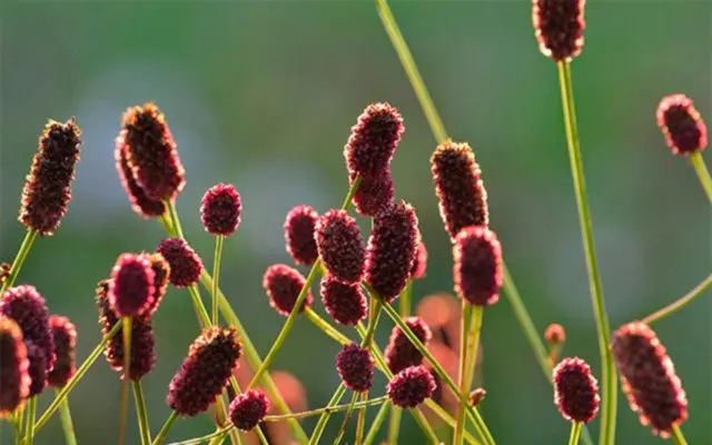 Burnet: photo and description of the plant, species and varieties with names