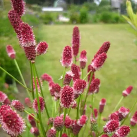 Burnet: photo and description of the plant, species and varieties with names