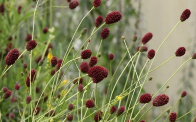 Burnet: photo and description of the plant, species and varieties with names