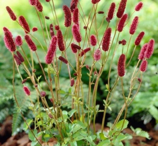 Burnet: photo and description of the plant, species and varieties with names