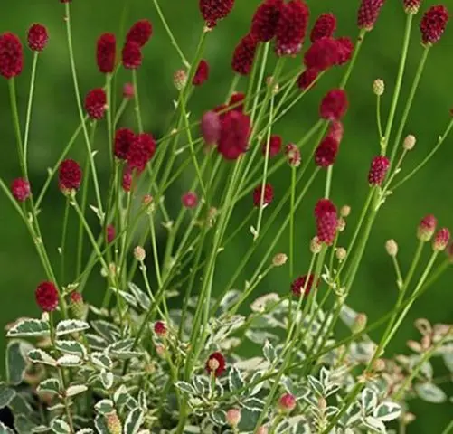 Burnet: photo and description of the plant, species and varieties with names