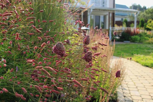 Burnet: photo and description of the plant, species and varieties with names