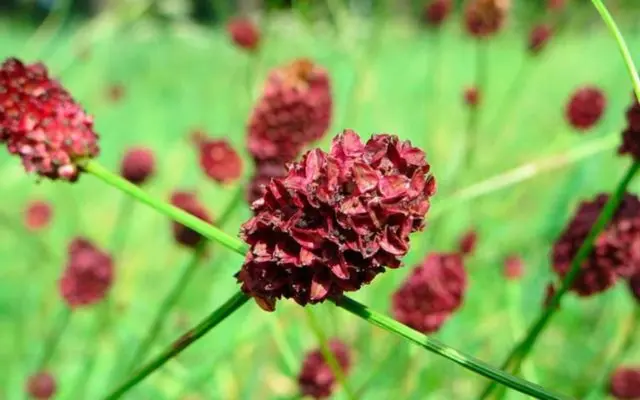 Burnet: photo and description of the plant, species and varieties with names