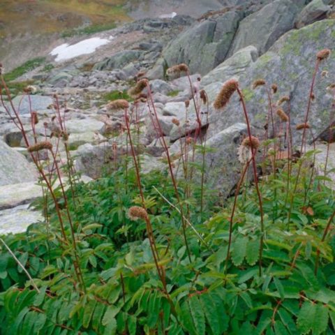 Burnet: photo and description of the plant, species and varieties with names