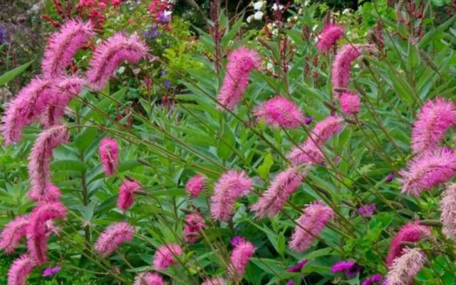 Burnet: photo and description of the plant, species and varieties with names