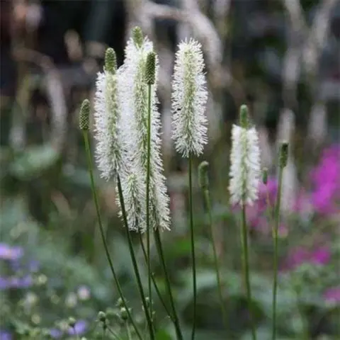 Burnet: photo and description of the plant, species and varieties with names