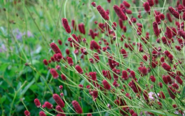 Burnet: photo and description of the plant, species and varieties with names