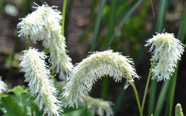 Burnet: photo and description of the plant, species and varieties with names