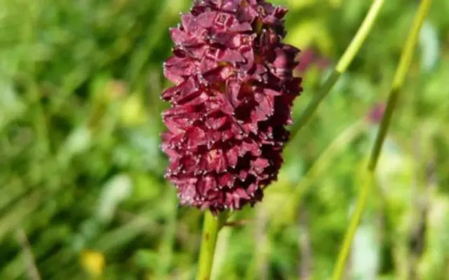 Burnet: photo and description of the plant, species and varieties with names