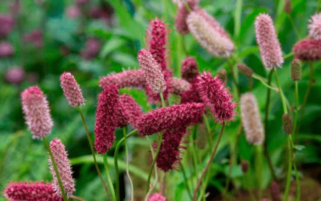 Burnet: photo and description of the plant, species and varieties with names