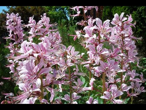 Burning bush (ash tree): photo and description of a poisonous plant, cultivation