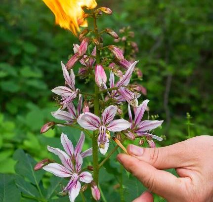 Burning bush (ash tree): photo and description of a poisonous plant, cultivation