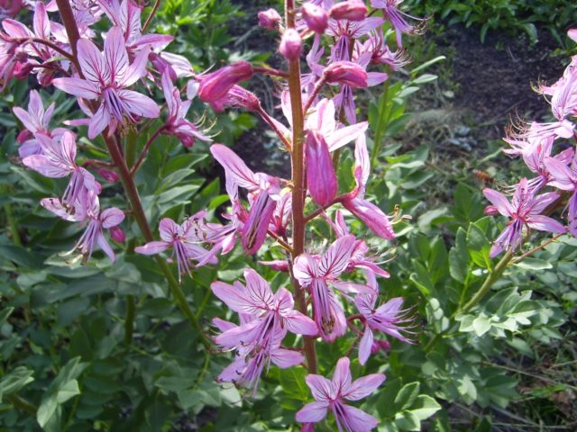 Burning bush (ash tree): photo and description of a poisonous plant, cultivation