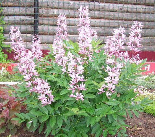 Burning bush (ash tree): photo and description of a poisonous plant, cultivation