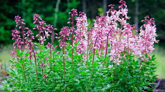 Burning bush (ash tree): photo and description of a poisonous plant, cultivation