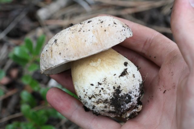 Burrows boletus: description and photo