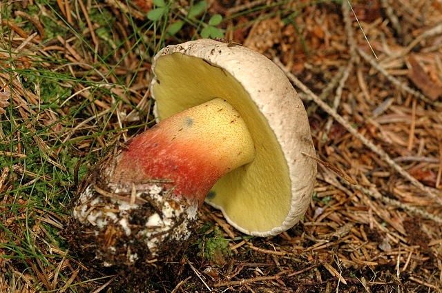 Burrows boletus: description and photo