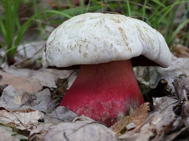 Burrows boletus: description and photo