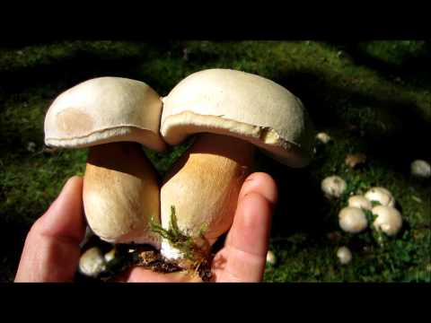 Burrows boletus: description and photo