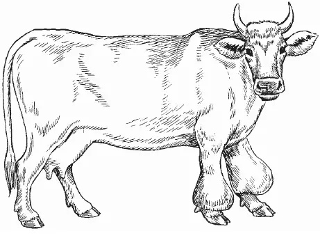 Bursitis of the knee joint in a cow: case history, treatment