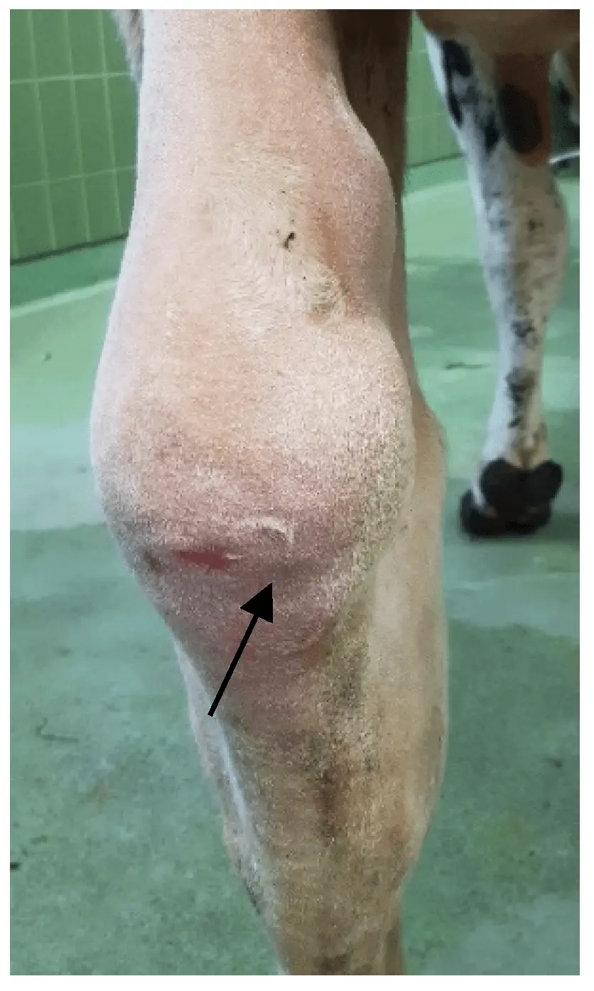 Bursitis of the knee joint in a cow: case history, treatment